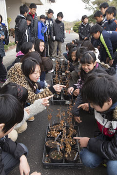 苗木をみんなで観察。「冬芽」を見つけて思わずにっこり