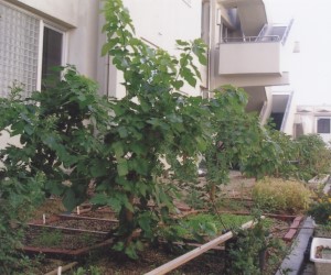 蚕飼育へ校内に植えられた桑の木