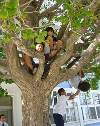 休み時間、木の周りに集まり木登りする子やぶらさがる子。学校のシンボル「イチョウの木」は魅力的な遊び場です=いずれも東京都新島村新島小学校で